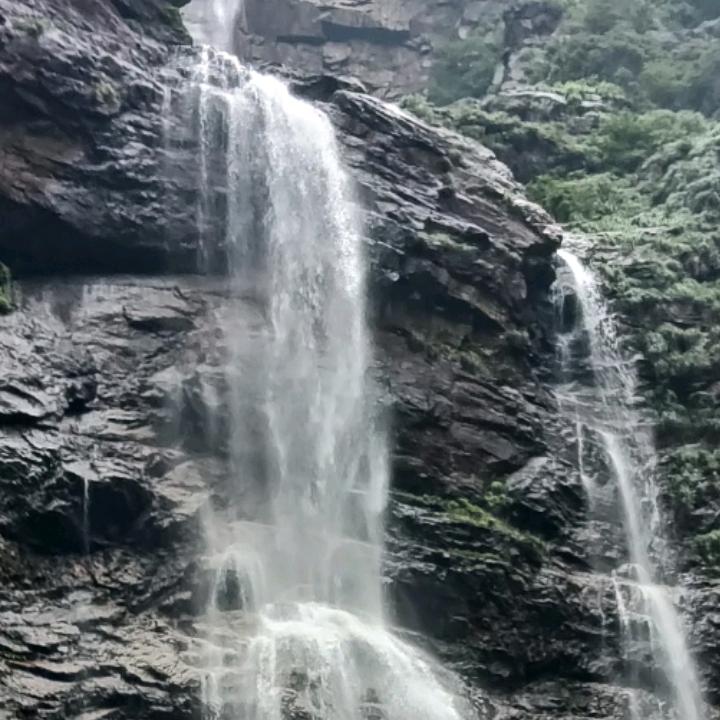 枫林