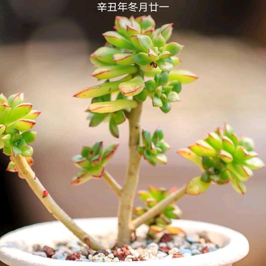 小菠萝的奶奶-8.10直播