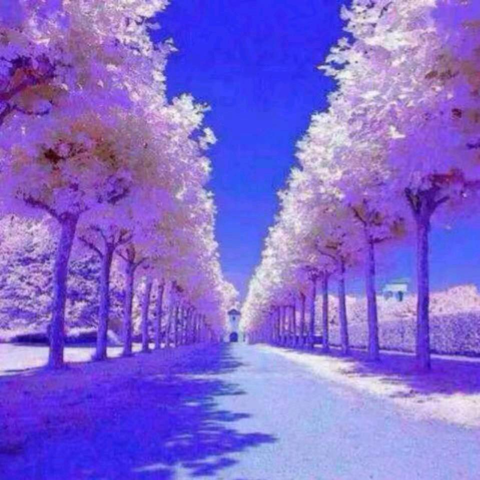 金色星光🌾🍁