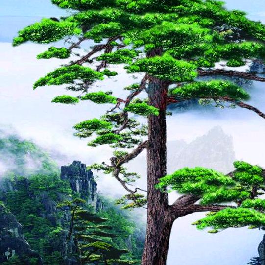青青盆景园艺1
