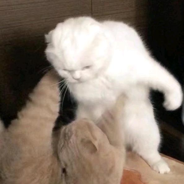 法界如鉴