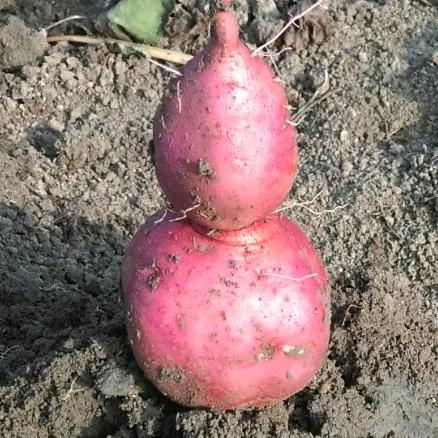 联丰农业 薯班长土特产