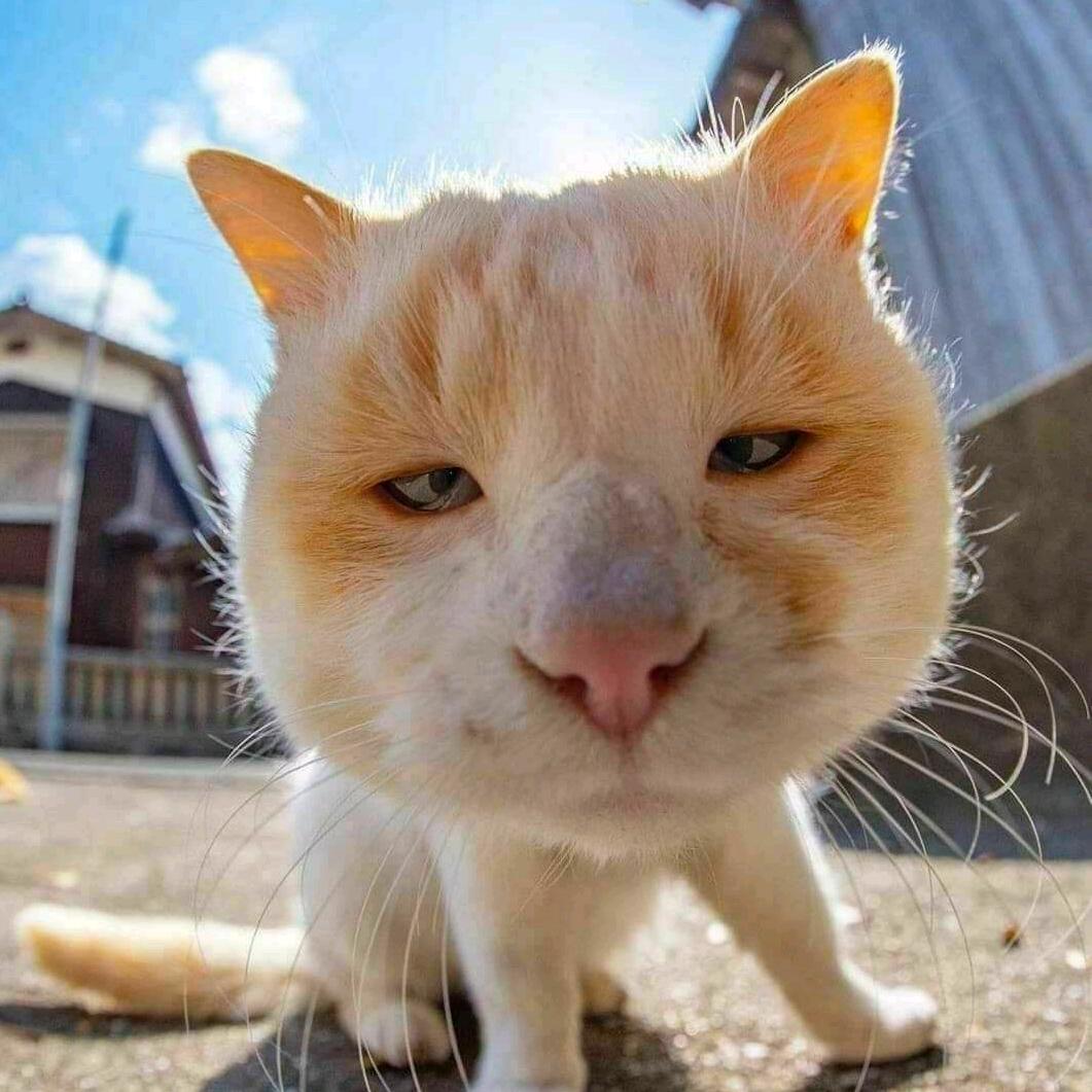 榛子酱🥔（永劫无间）