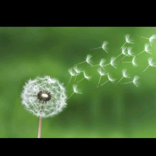 飞扬的蒲公英