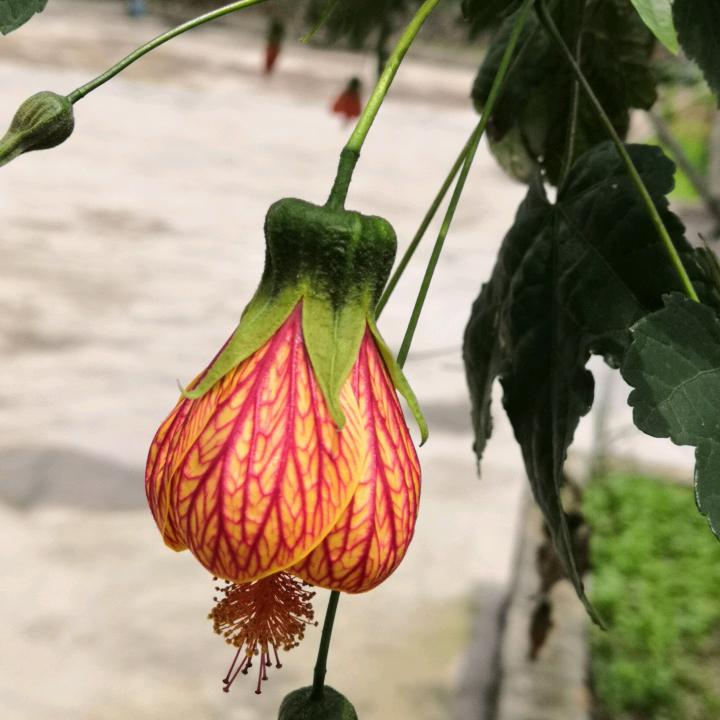 英子yingzi