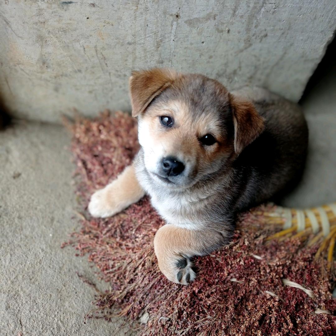 🌷爱吃辣条🌷