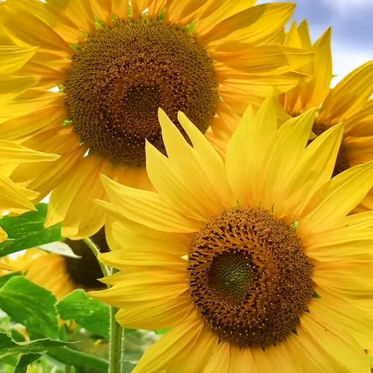 向日葵🌻美家房产