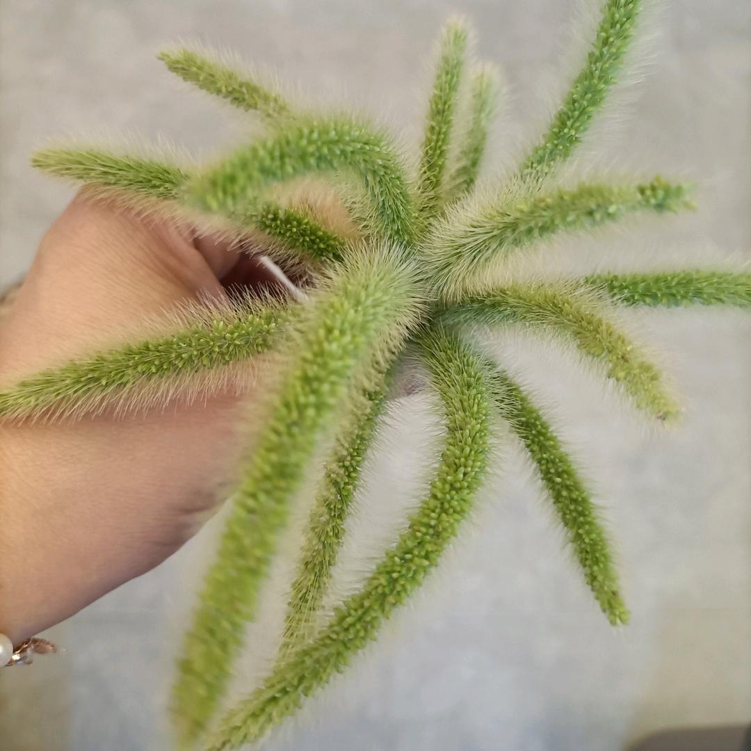 小老婆🌵