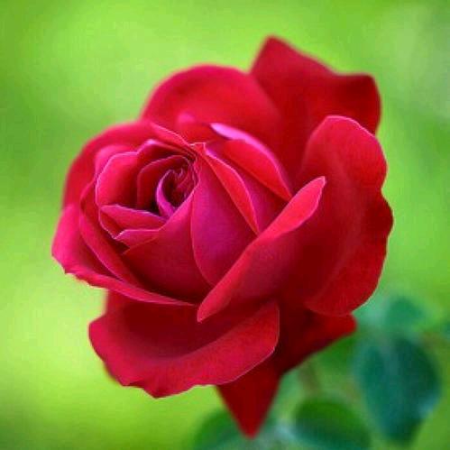 小草杜家三小姐