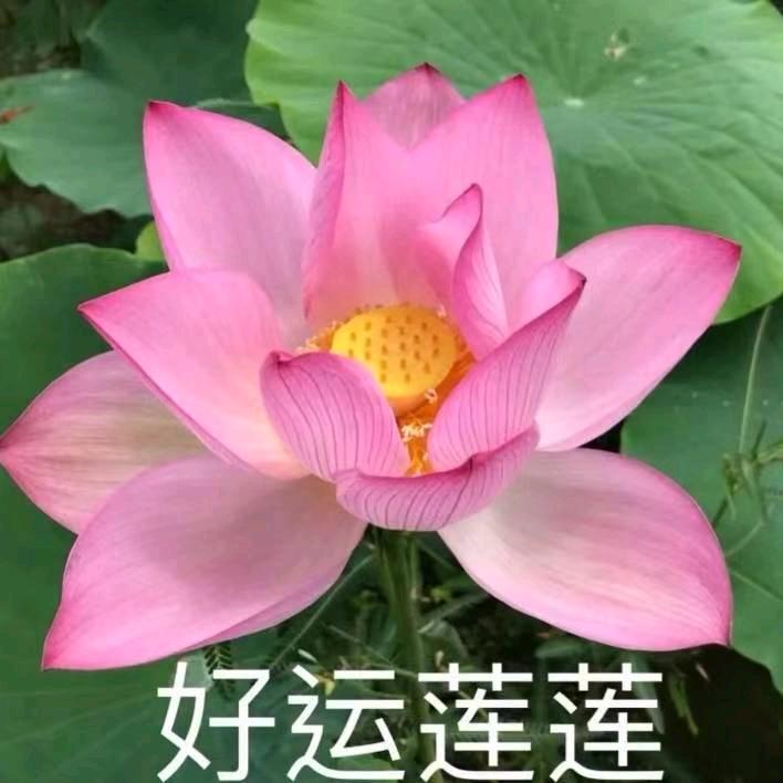 二姑娘助农业发展