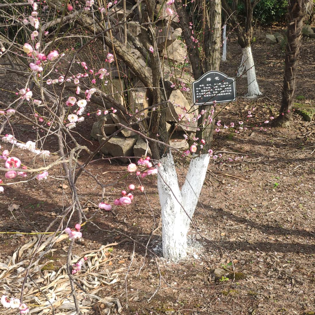 刘琅（日照东关刘）