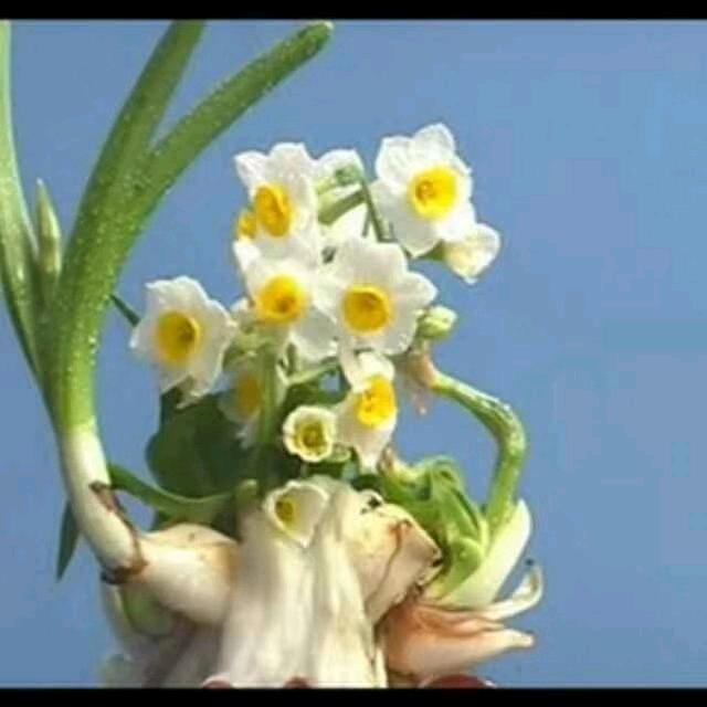 龙海市九湖镇元山花果经营部