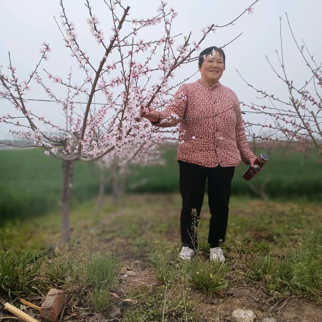 郝佳康河南驻马店腊梅