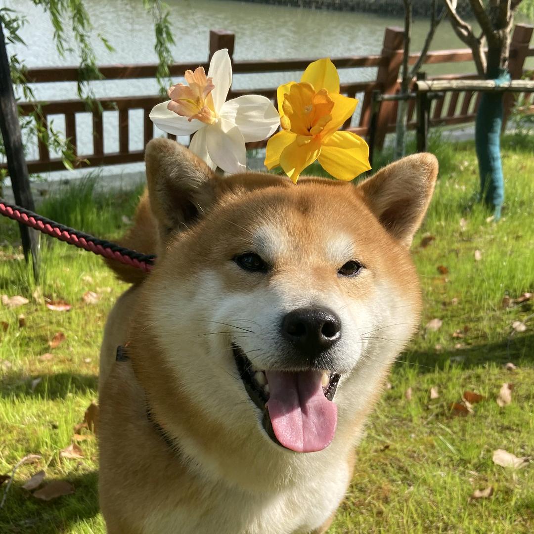 两地鸡毛