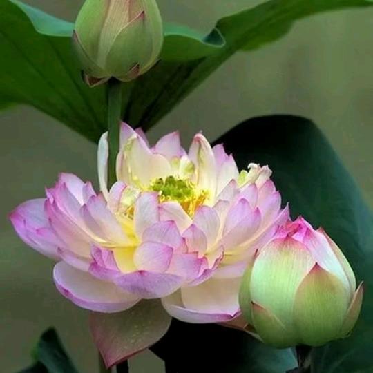 幸福花开123