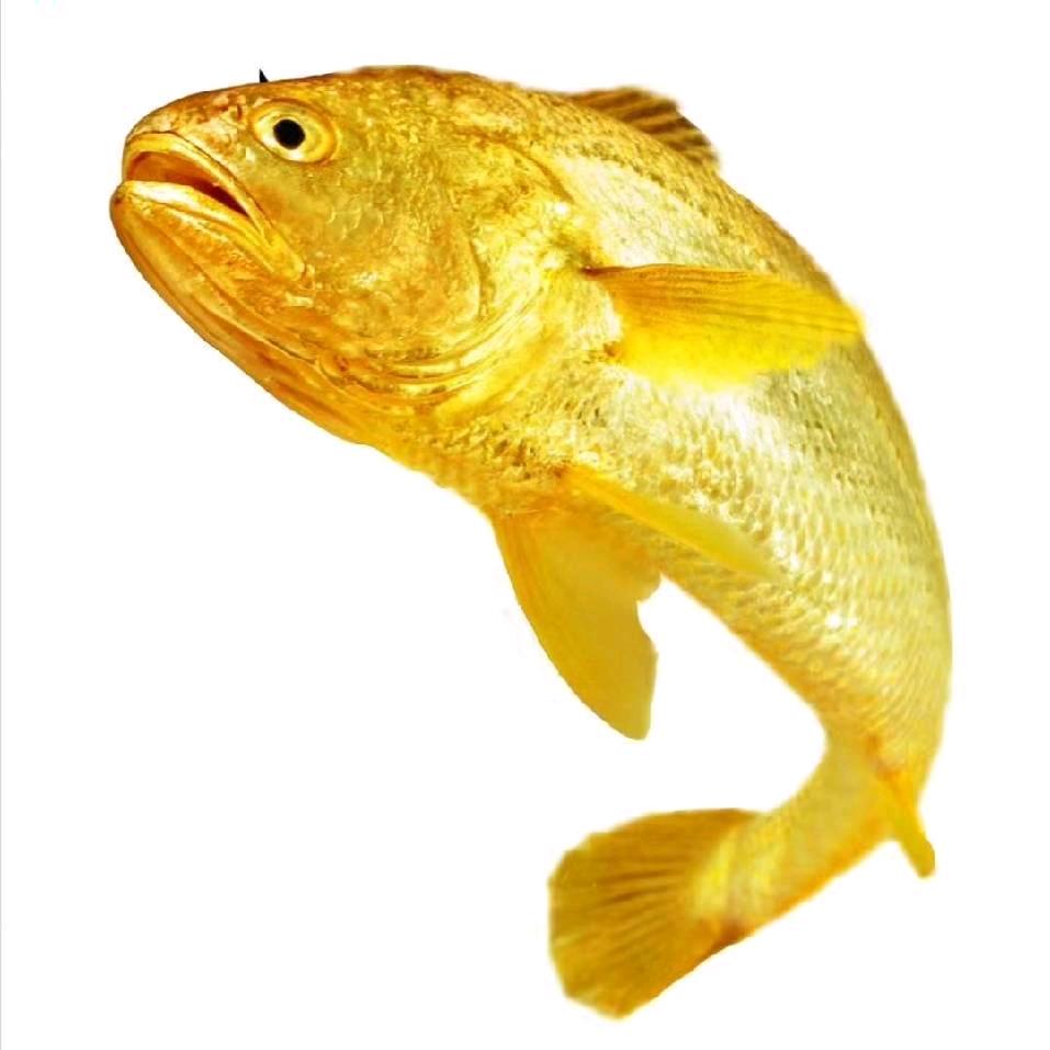 黄鱼哥