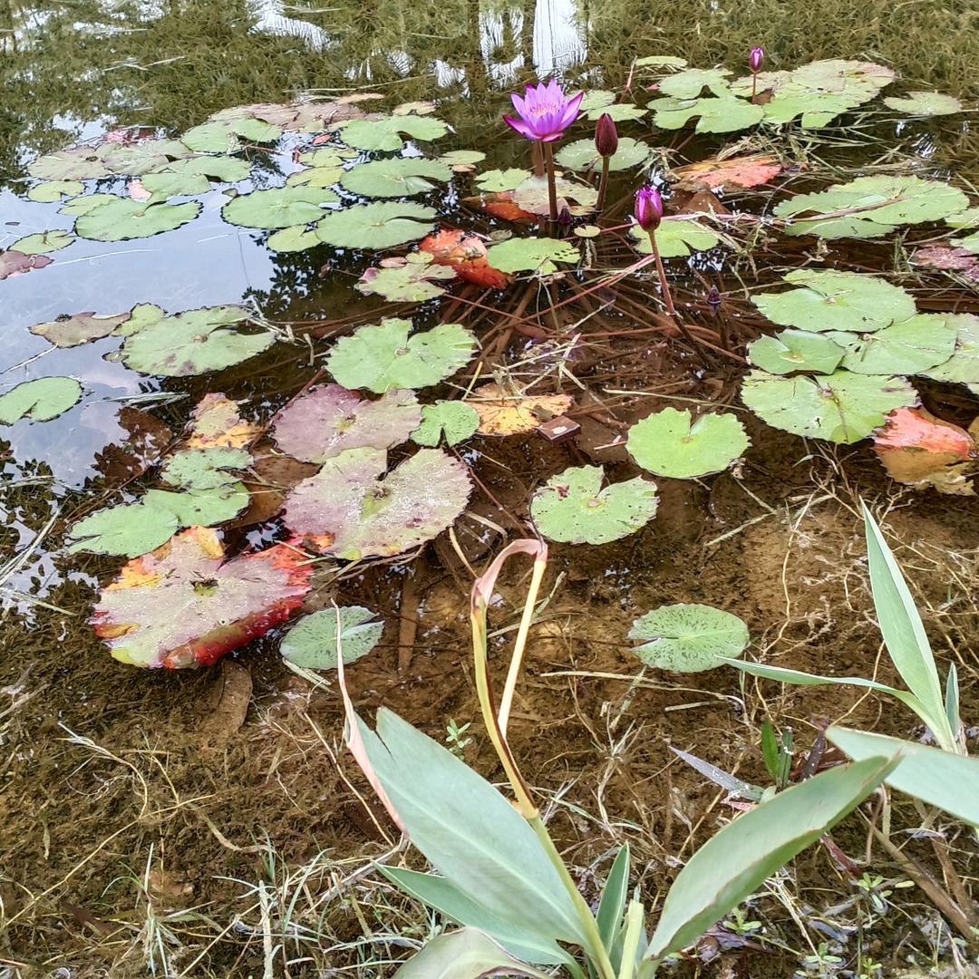 郑满意