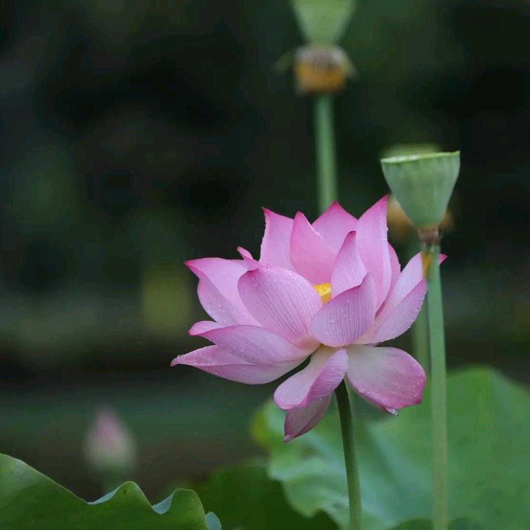🇨🇳小荷花🇨🇳🇨🇳🇨🇳