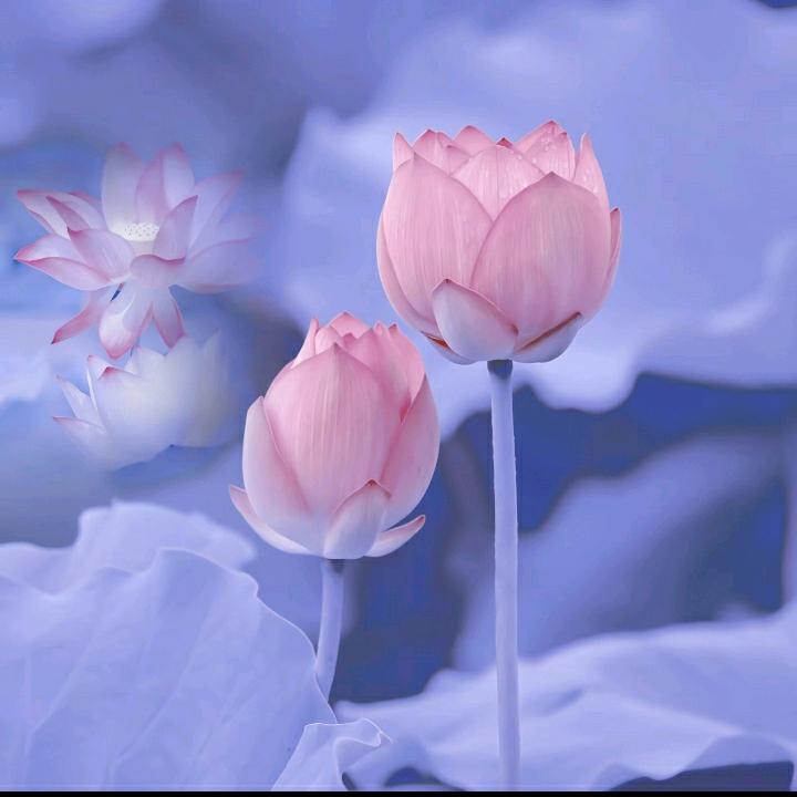 兰花香🌸