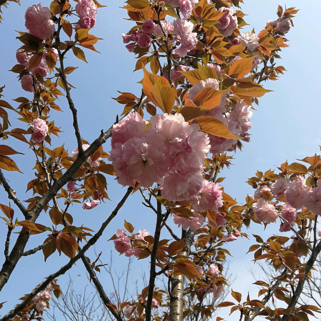木木