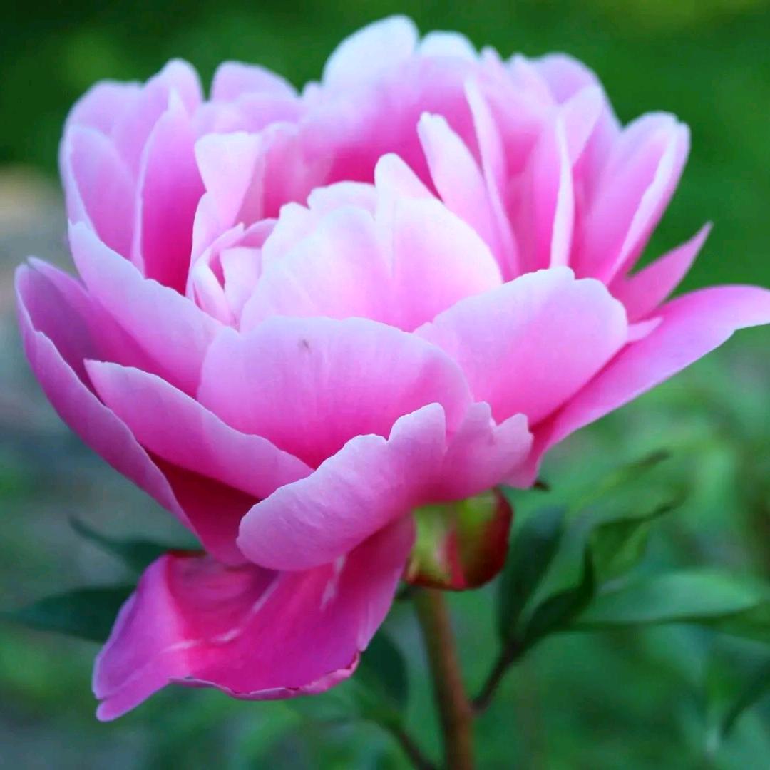 花🌸开富贵