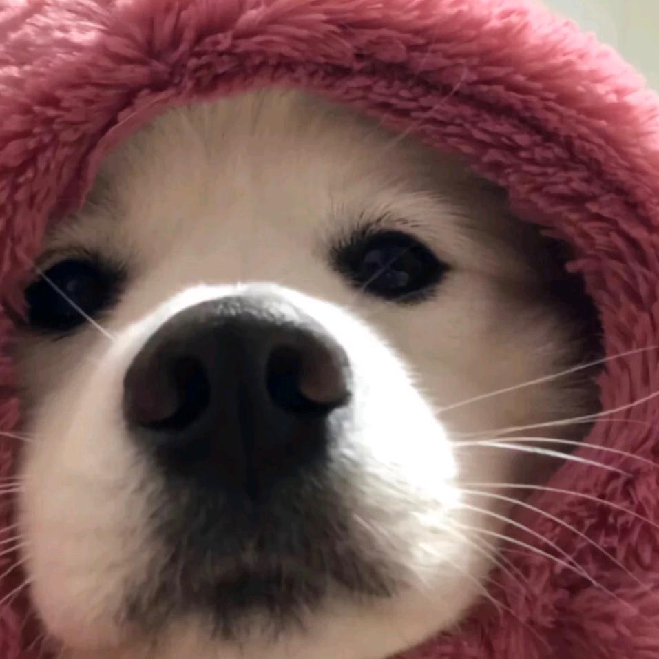 @爱吃西兰花🥦