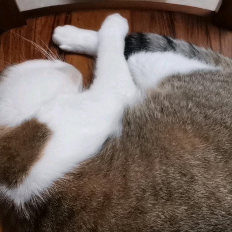 我的名字很长我的名字很长我的名字很长长长