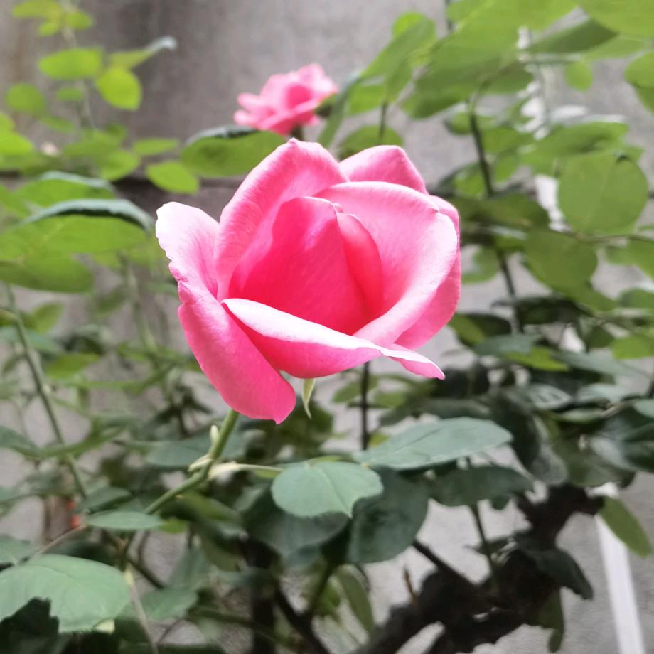 石榴姐OK