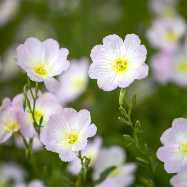 🌈历史转身🇨🇳