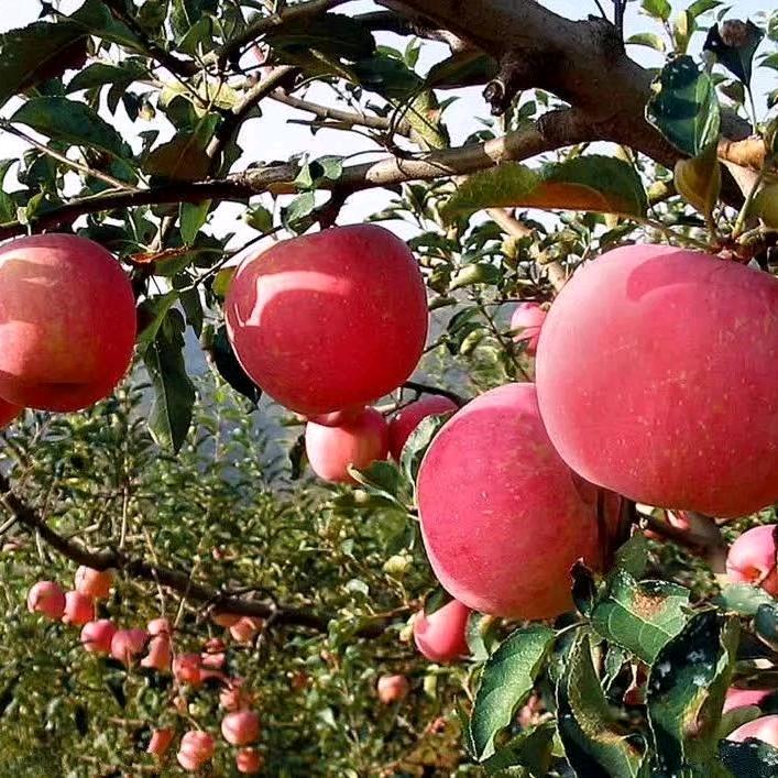 优果～先生🍎
