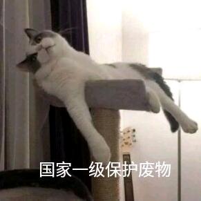 蛋壳