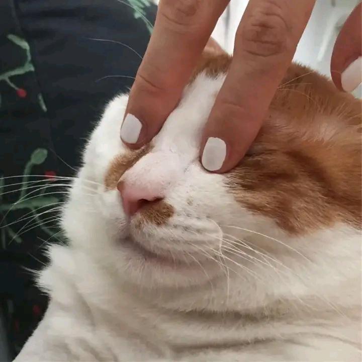 小小怪♀