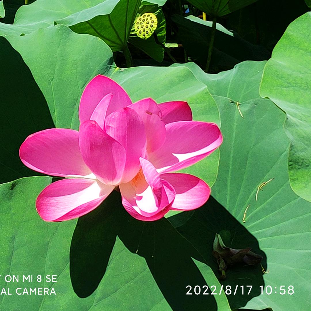 平常心2020头像