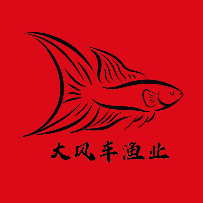 小风斗鱼