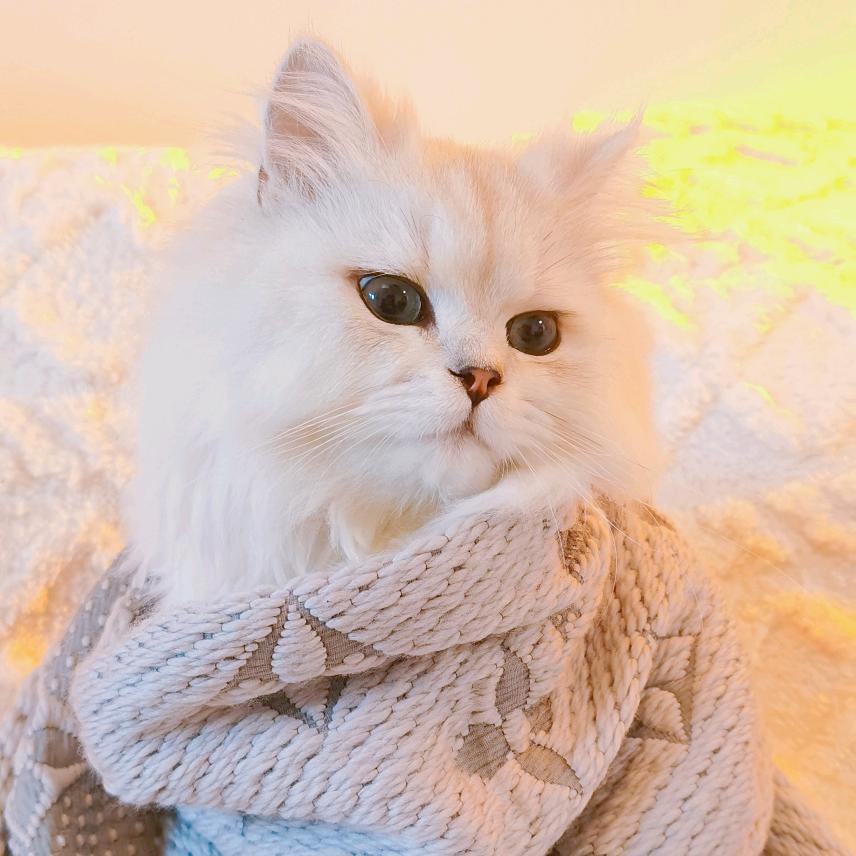 JF的猫