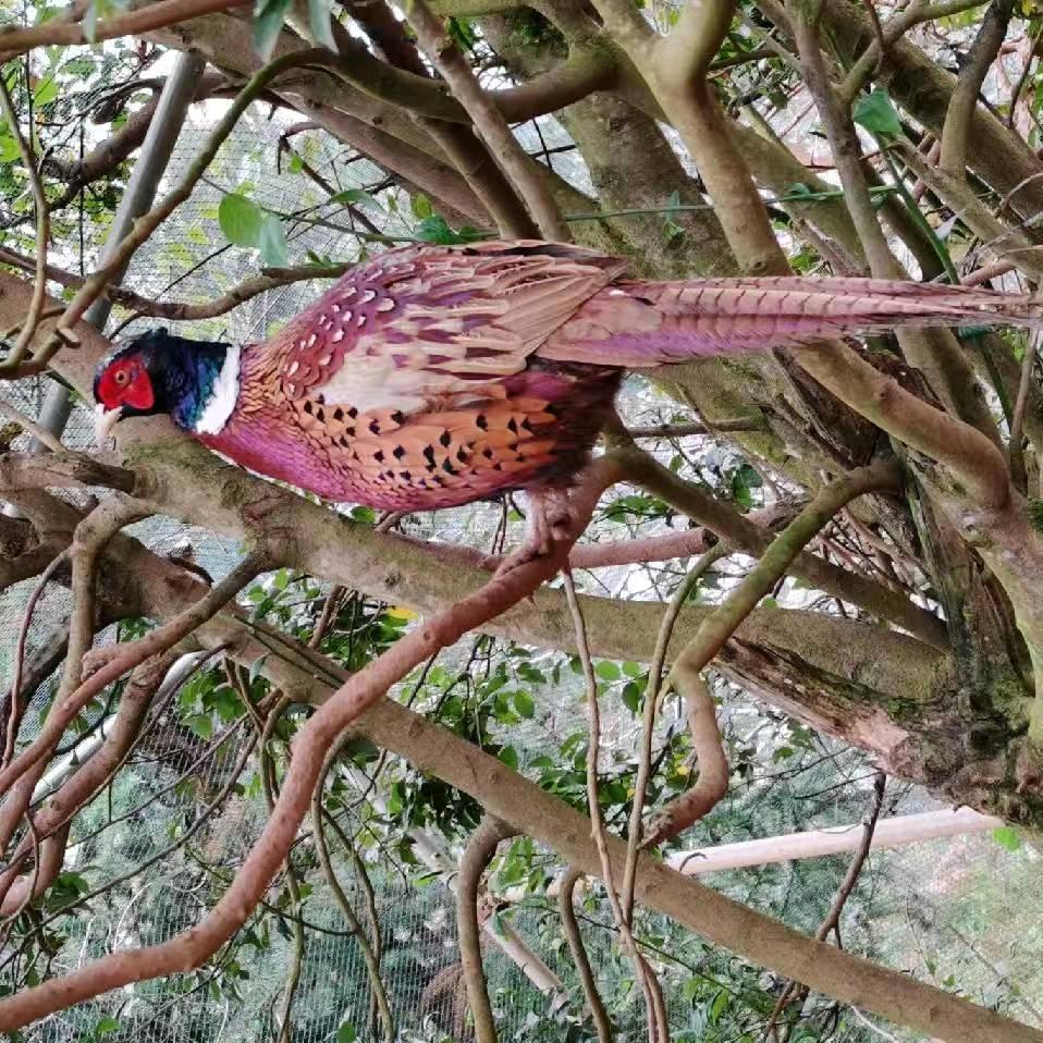 腊兴珍禽养殖场