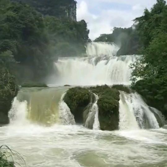 常青盆景