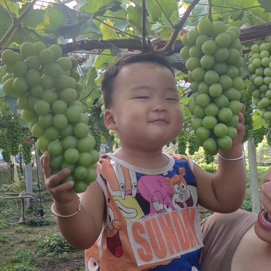 大军……在种葡萄