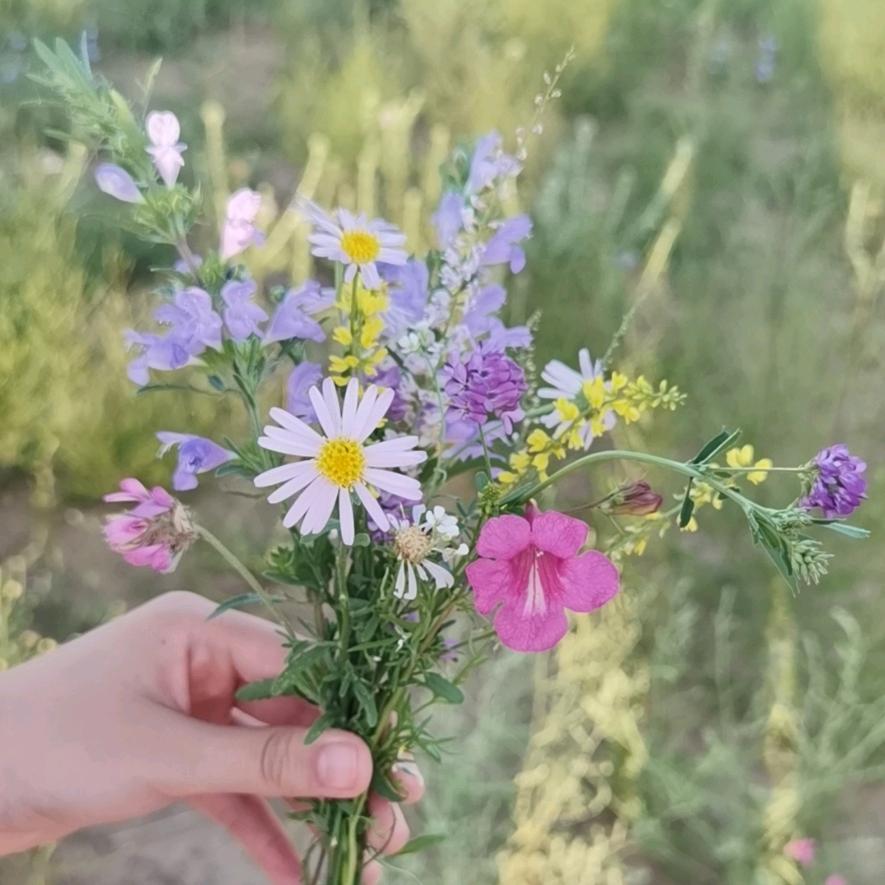 蝶恋花