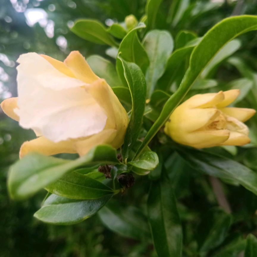 洪伟石榴采摘园