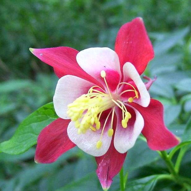 枝子花