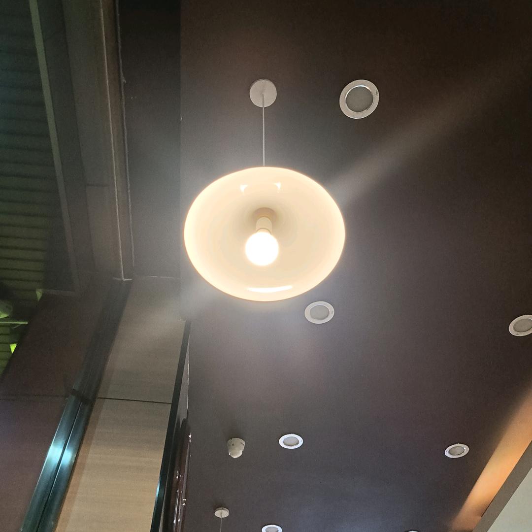 自由飞翔鸟