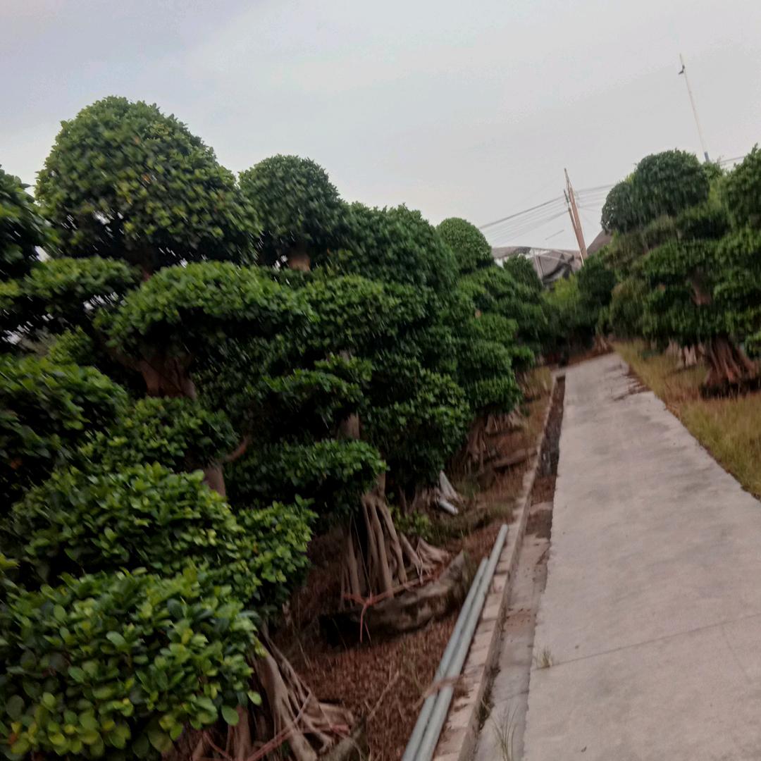 江北花卉基地