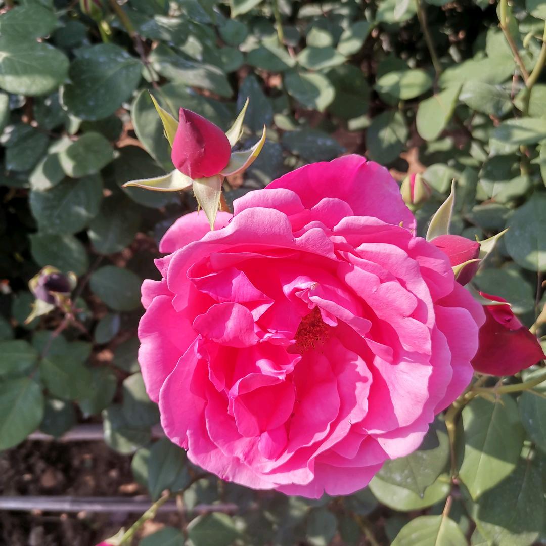 为梦想一路狂奔