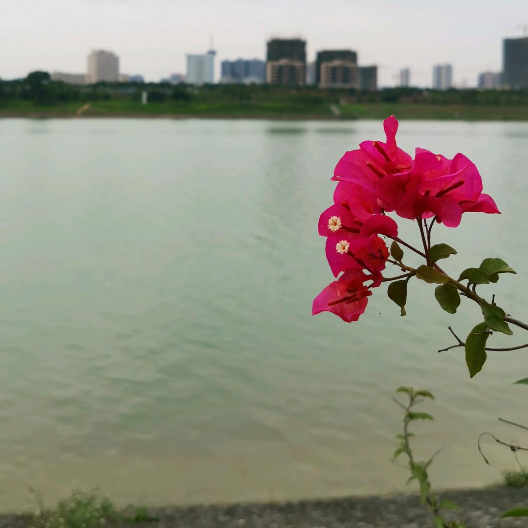 罗密欧与猪过夜