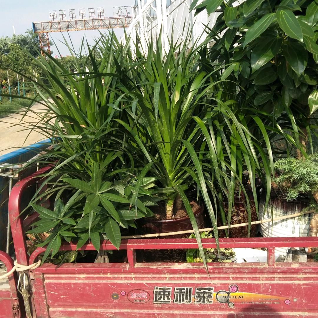 四叶草花汇