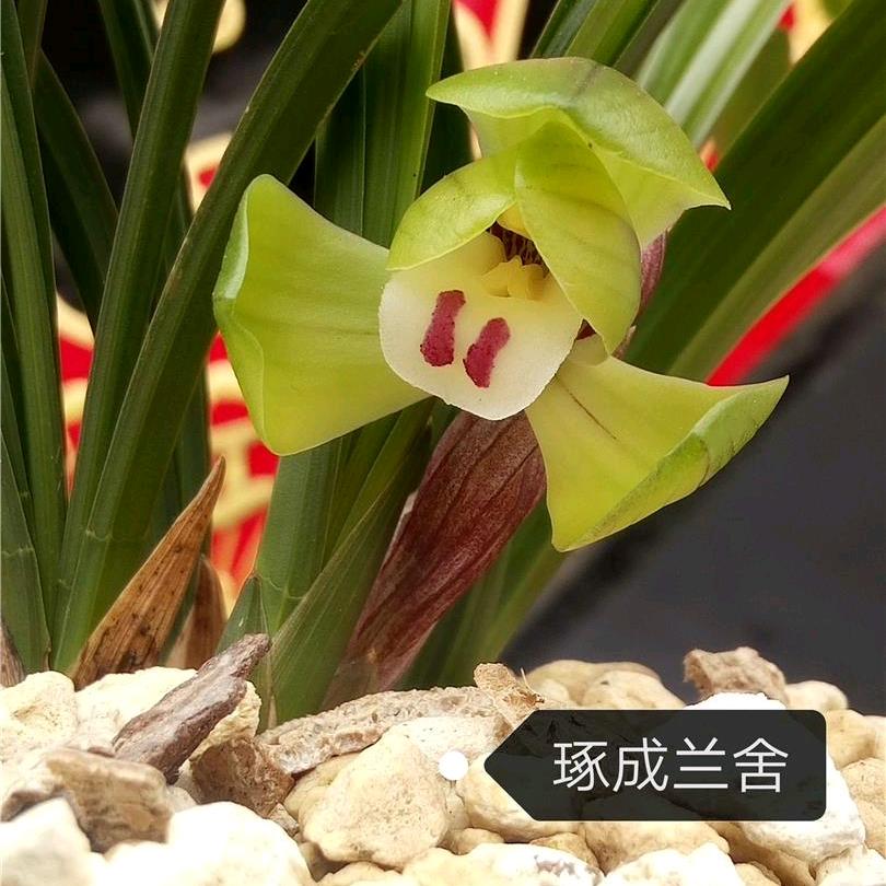 琢成兰舍（河北衡水）