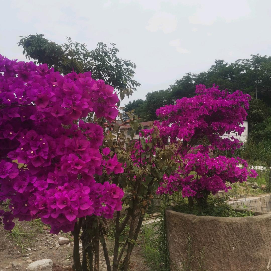 万州五桥街道四季钓鱼城高德琼