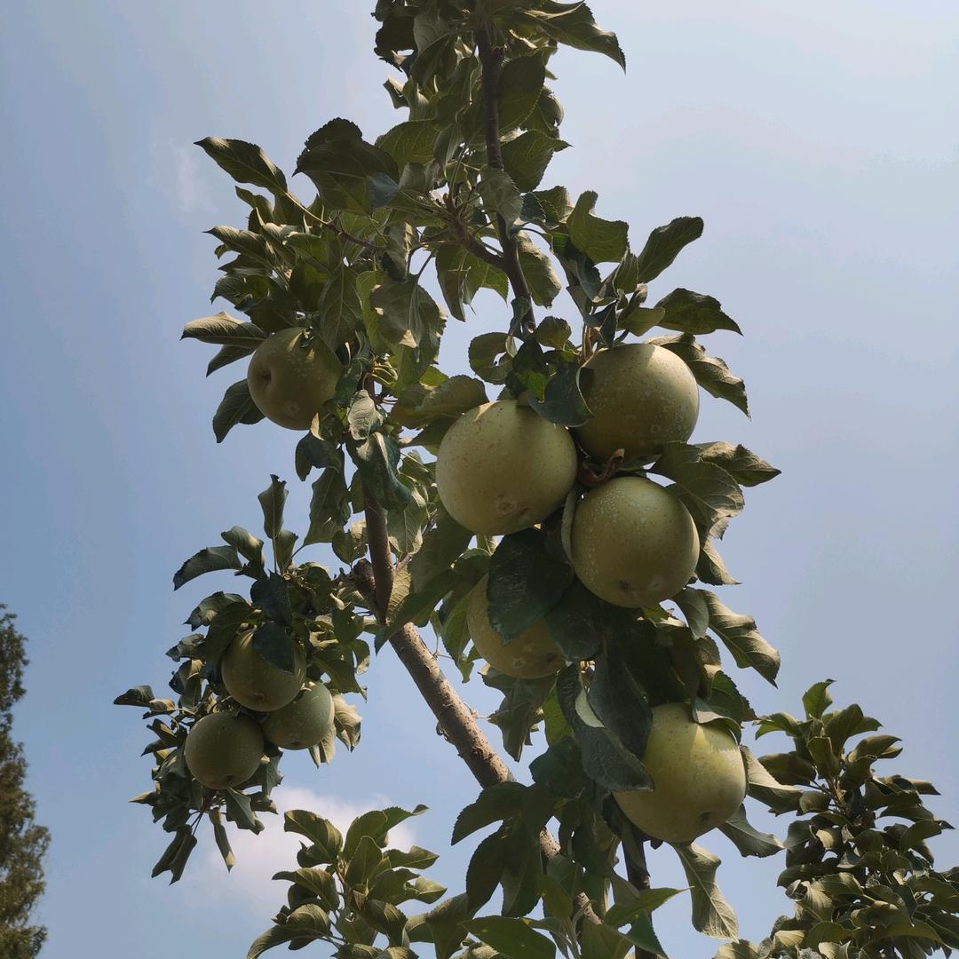 闻家苹果石榴采摘园