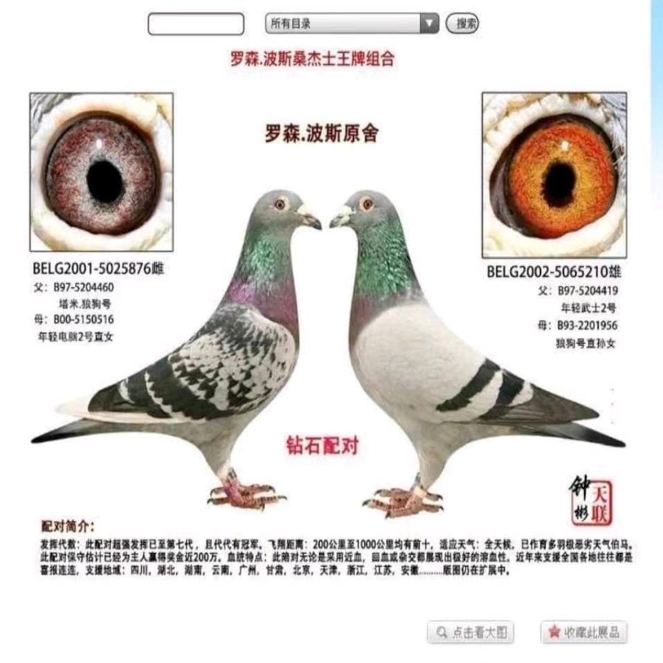 天联赛鸽